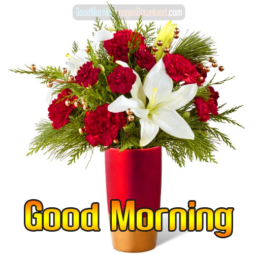 Flower Good morning  Images  Pics Download