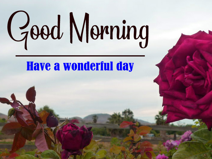 Flowers Love Good Morning Images Download 
