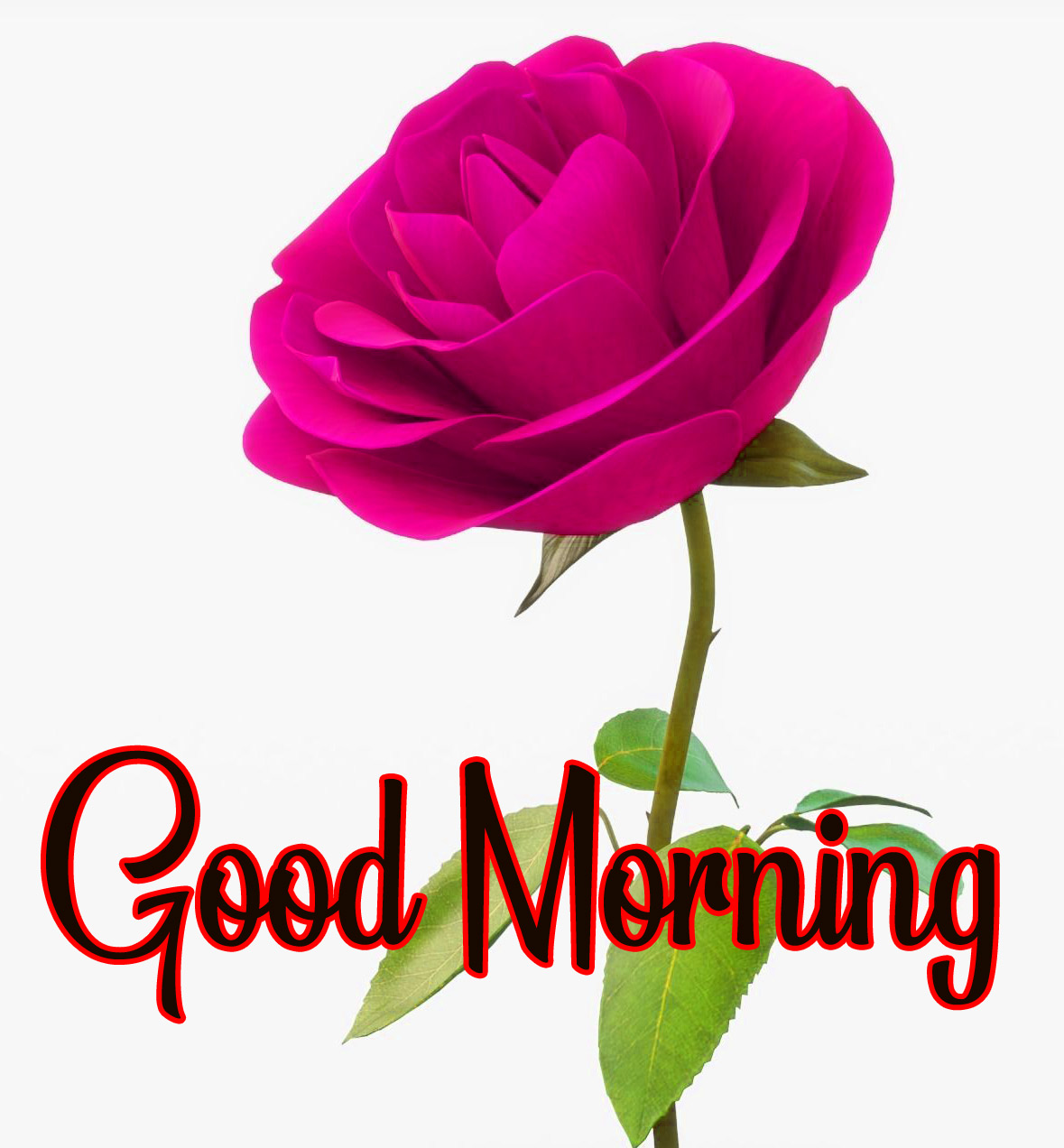 Flowers Love Good Morning Photo Free Download 