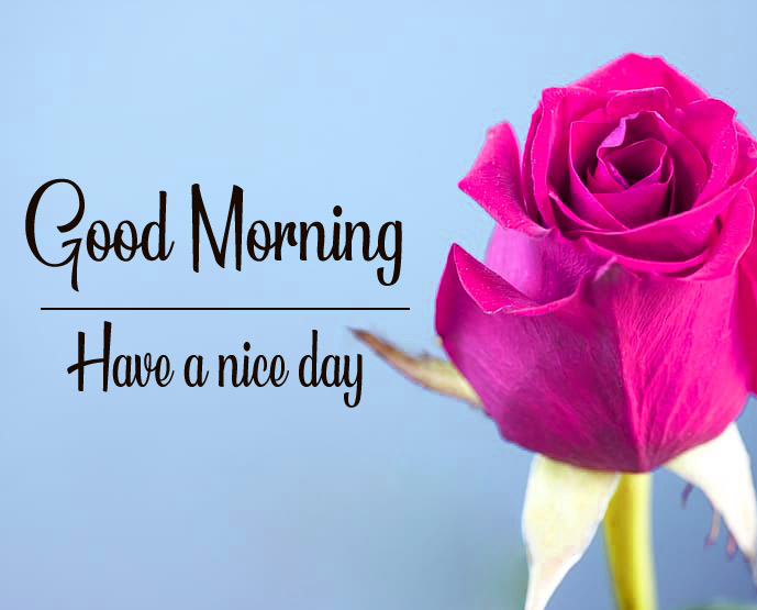 Flowers Love Good Morning Images Download 