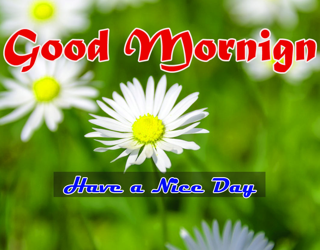 Special Good Morning Images HD Download