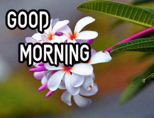 Good Morning Images pictures hd download
