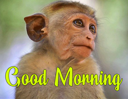 Funny Good Morning Wishes Wallpaper Download 