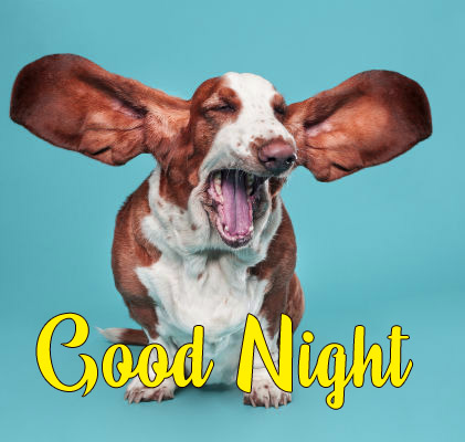 Funny Good Night Pics Wallpaper Download 