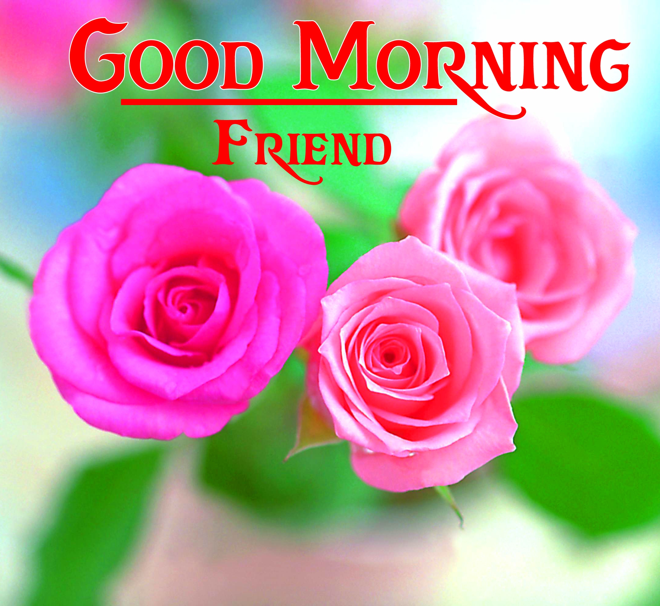 Good Morning Wishes For Her Wallpaper Download With Rose 