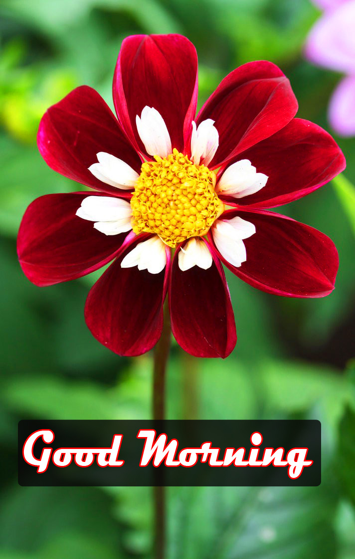 Beautiful Red Flower Good Morning Pics