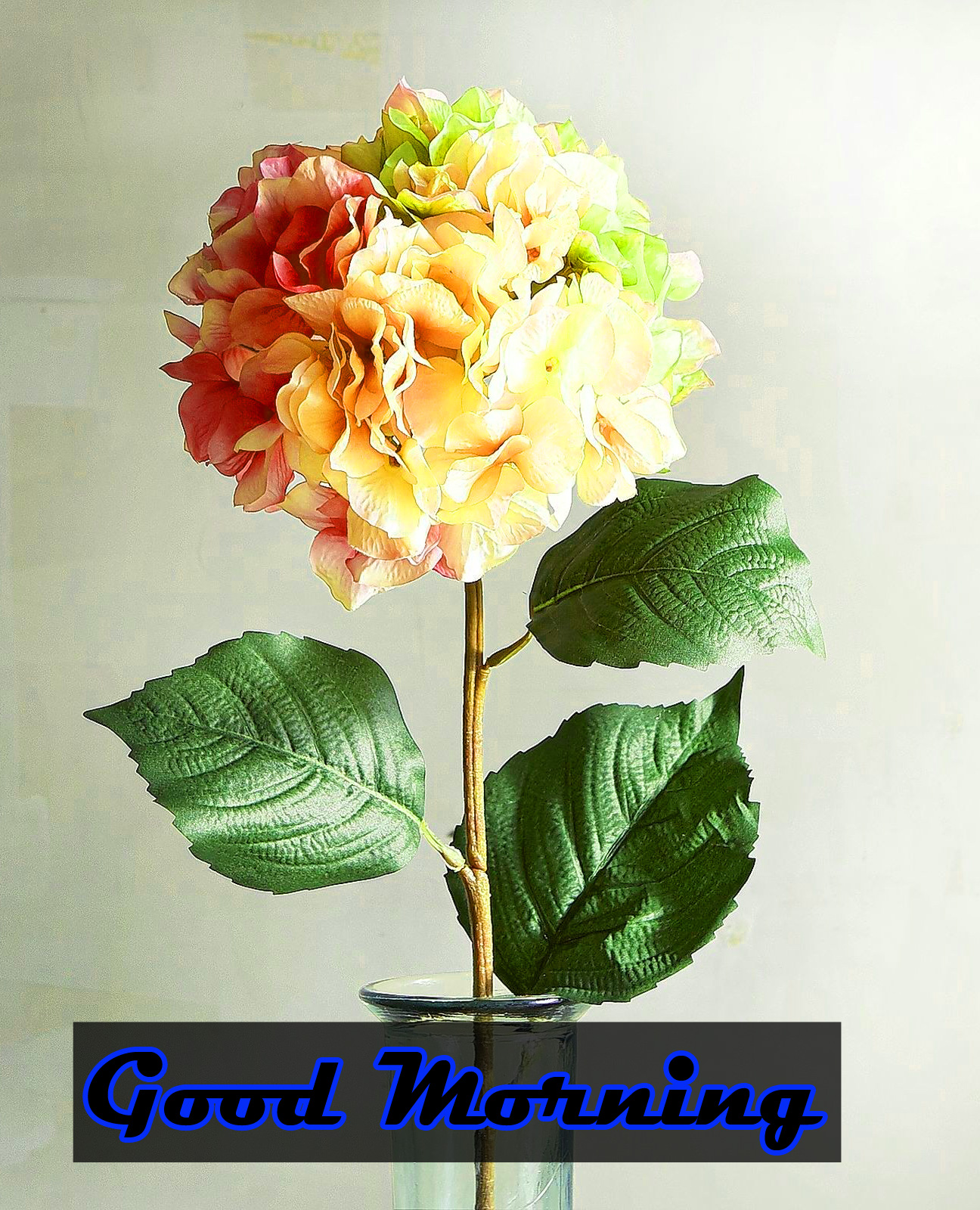 Flower Good Morning Images for Girlfriend