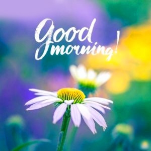 Flower Monday Good Morning Wallpaper pics