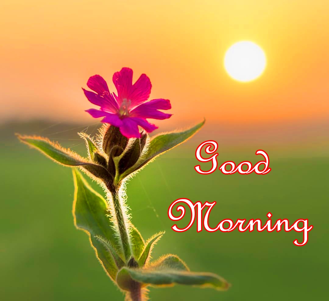 Good Morning Images With Beautiful Sunrise Flower 