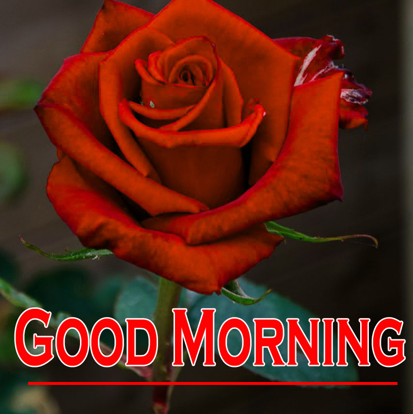 Morning Wishes Images With Red Rose HD Download 