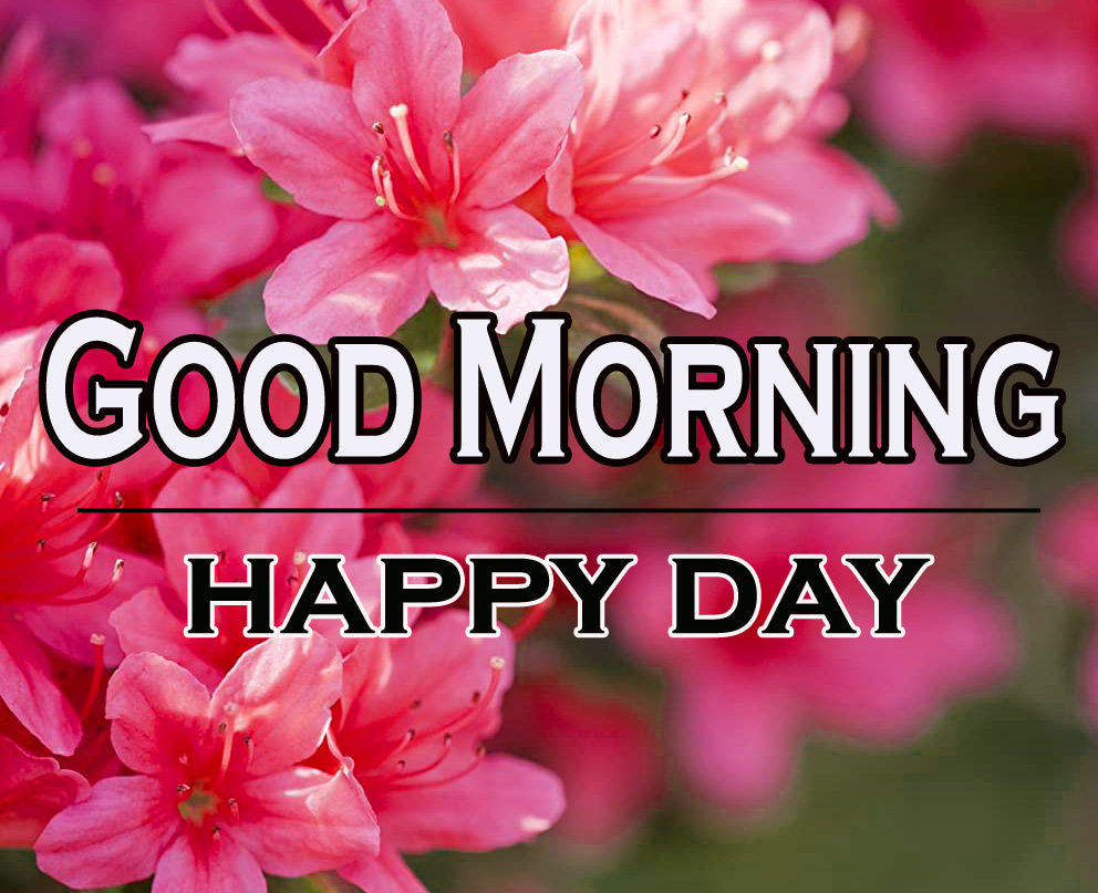 Morning Wishes Images With Red Rose Wallpaper With Happy Day