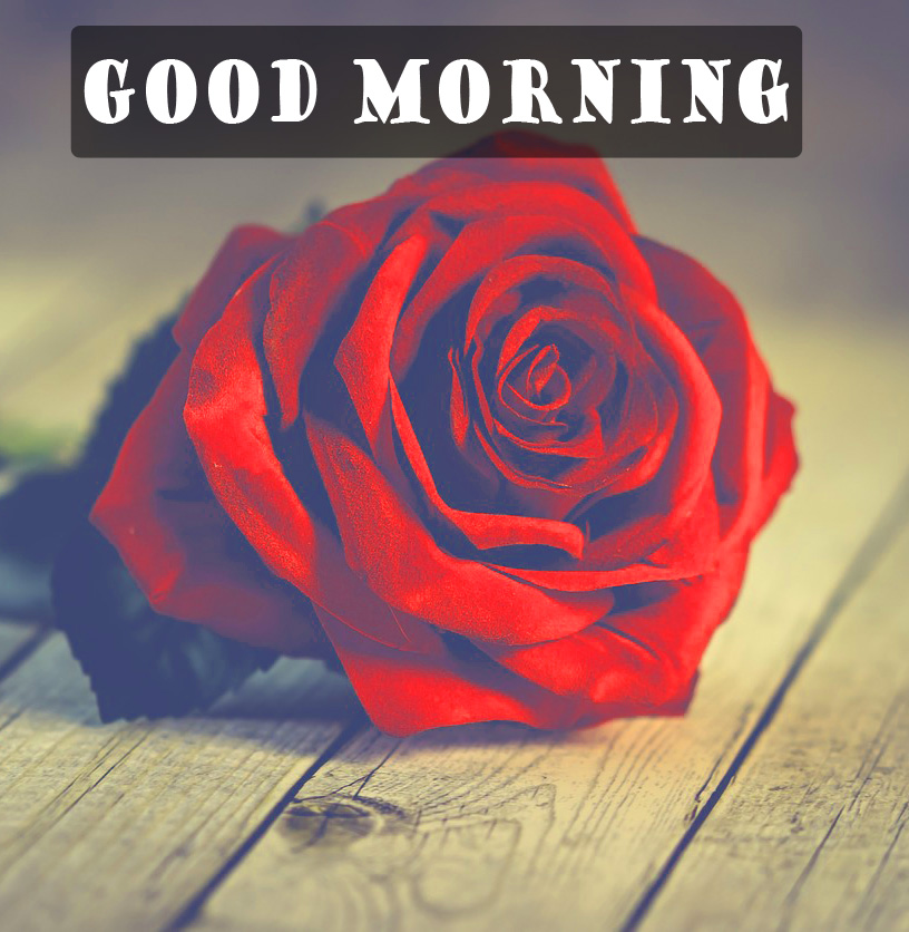 Red Rose Good Morning Images Download