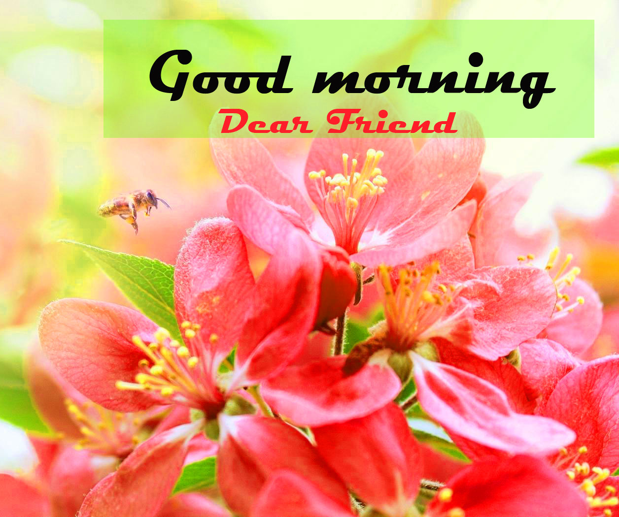 Flower good morning Pics Free Download 