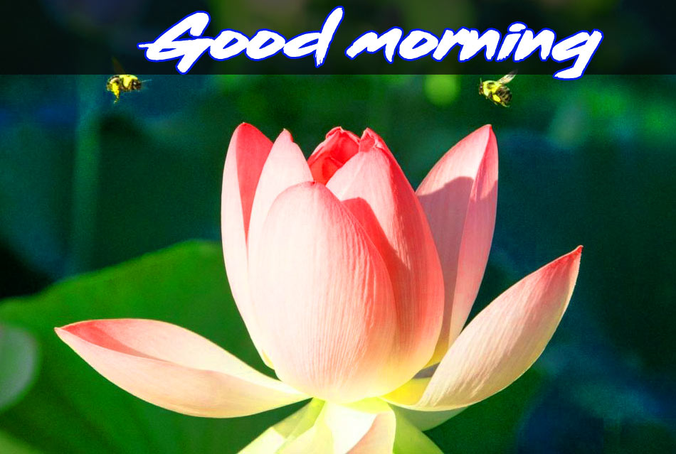 Flower good morning Photo Free Download 