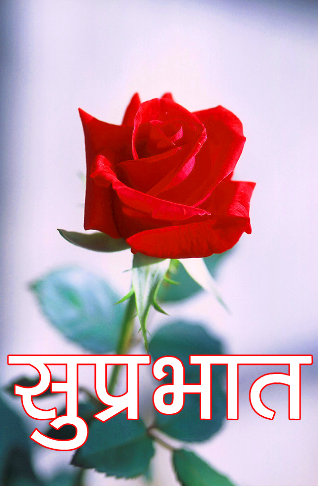 Red Rose Good Morning Images pics 