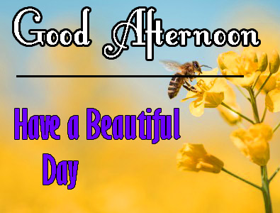 Best Beautiful Good Afternoon Images Pics Download 