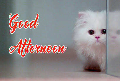 Good Afternoon HD Images Wallpaper Free Download 
