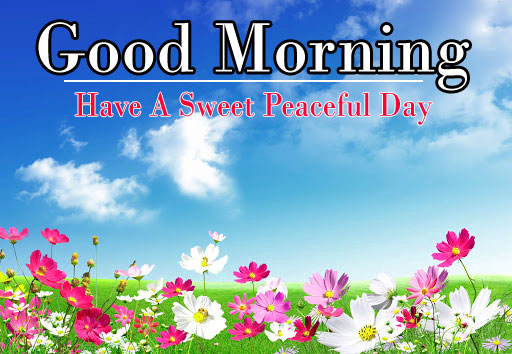 Flower 1080p Good morning HD Pics Download 