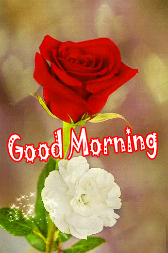 good morning images With Red Rose 