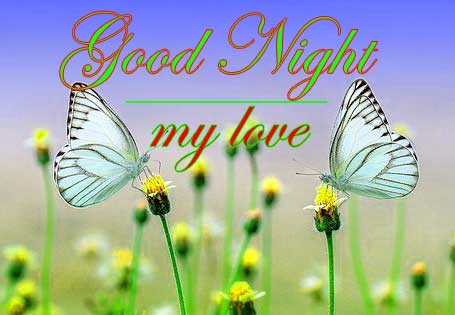 Butterfly Best Good Night Pics Download 