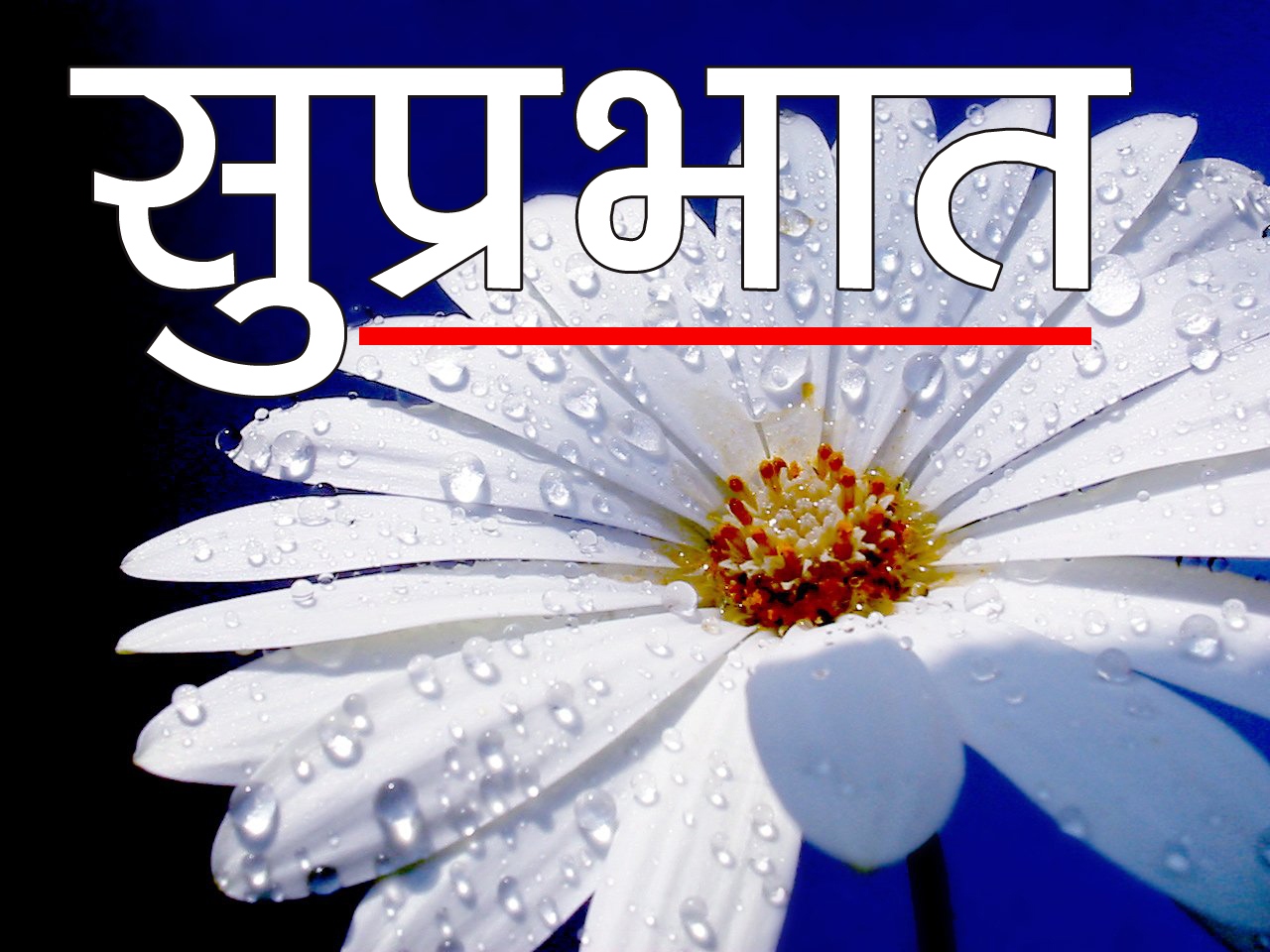 Latest New Beautiful Flower Suprabhat Images Pics Download 