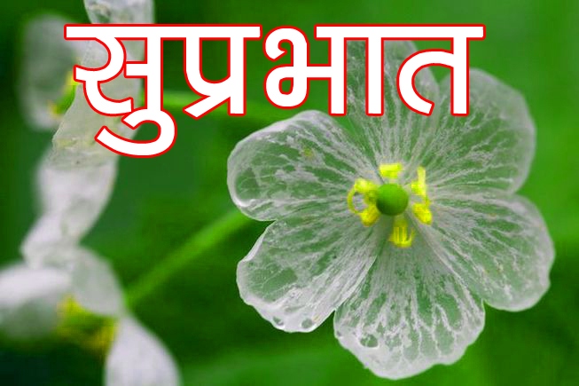 Free Best 2021 Beautiful Flower Suprabhat Images Pics Download 