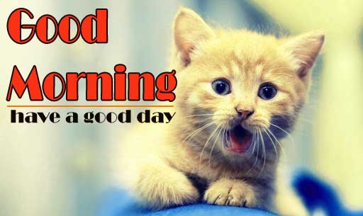 4k Ultra Free good morning Wallpaper With Cat