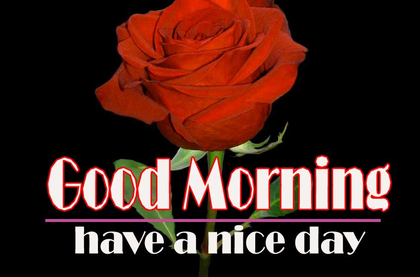 Red Rose Good Morning Images 