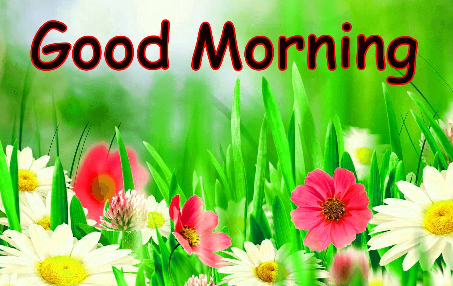 Flower Free Good Morning Images Pics Download 