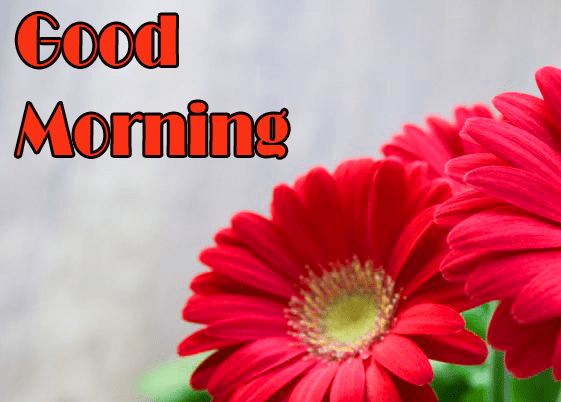 Best Good Morning Images Pics Download 