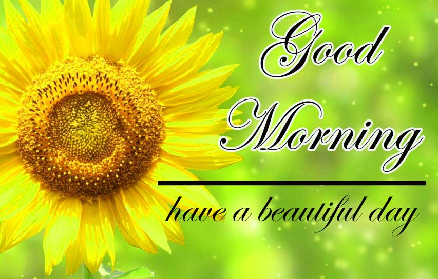 Free Good Morning Sunflower Images Wallpaper HD Download 