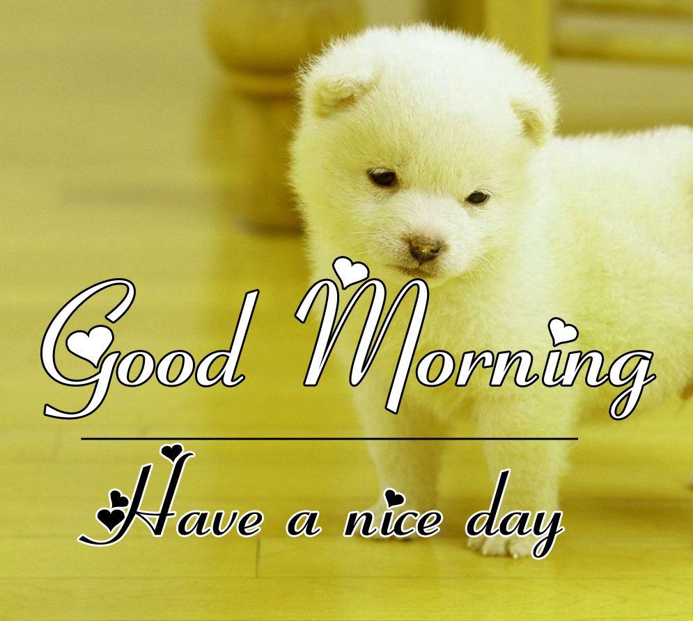 145+ Cute Good Morning Images Photo Pics Pictures Download