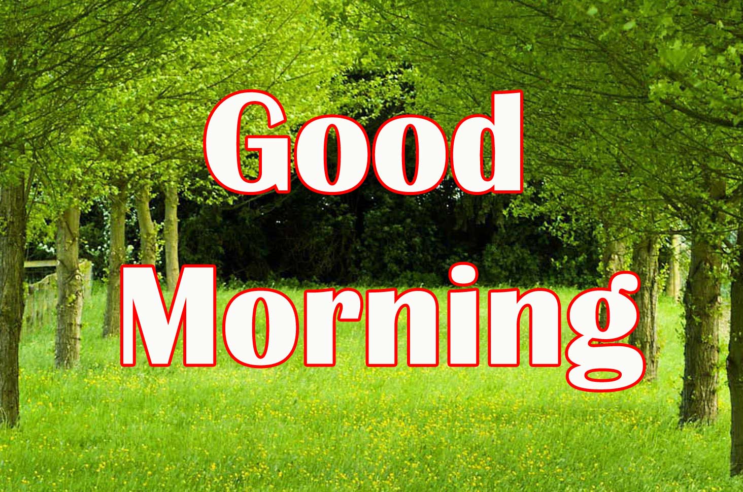 good Morning Pictures Wallpaper Free Download 