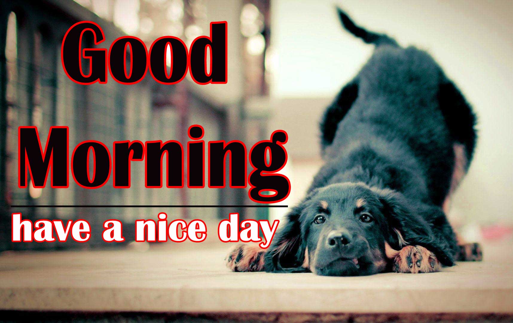 Good Morning Images Wallpaper New Download 