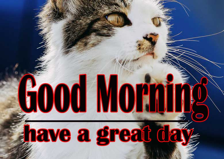 Good Morning Images Wallpaper With Cute Cat
