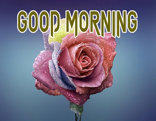 Beautiful Good Morning Wallpaper Download With Rose 