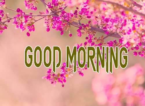 Free Beautiful Good Morning Images HD Download 