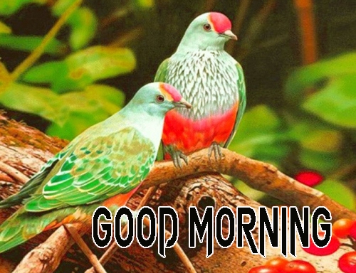 Free Latest Beautiful Good Morning Images Download 