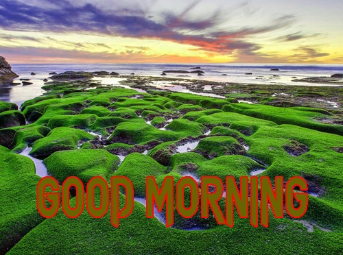Free Beautiful Good Morning Wallpaper Download 