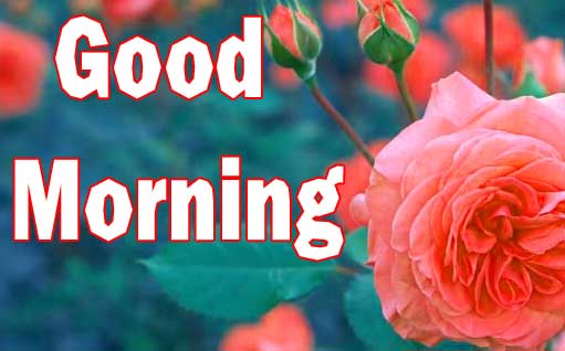 Free 1080p Flower Good Morning Wallpaper Download 
