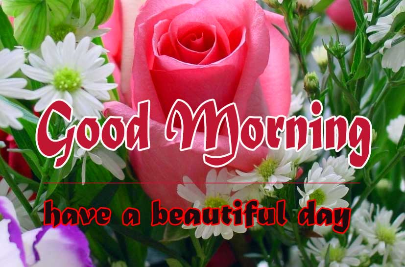 Free 1080p Flower Good Morning Wallpaper Download 