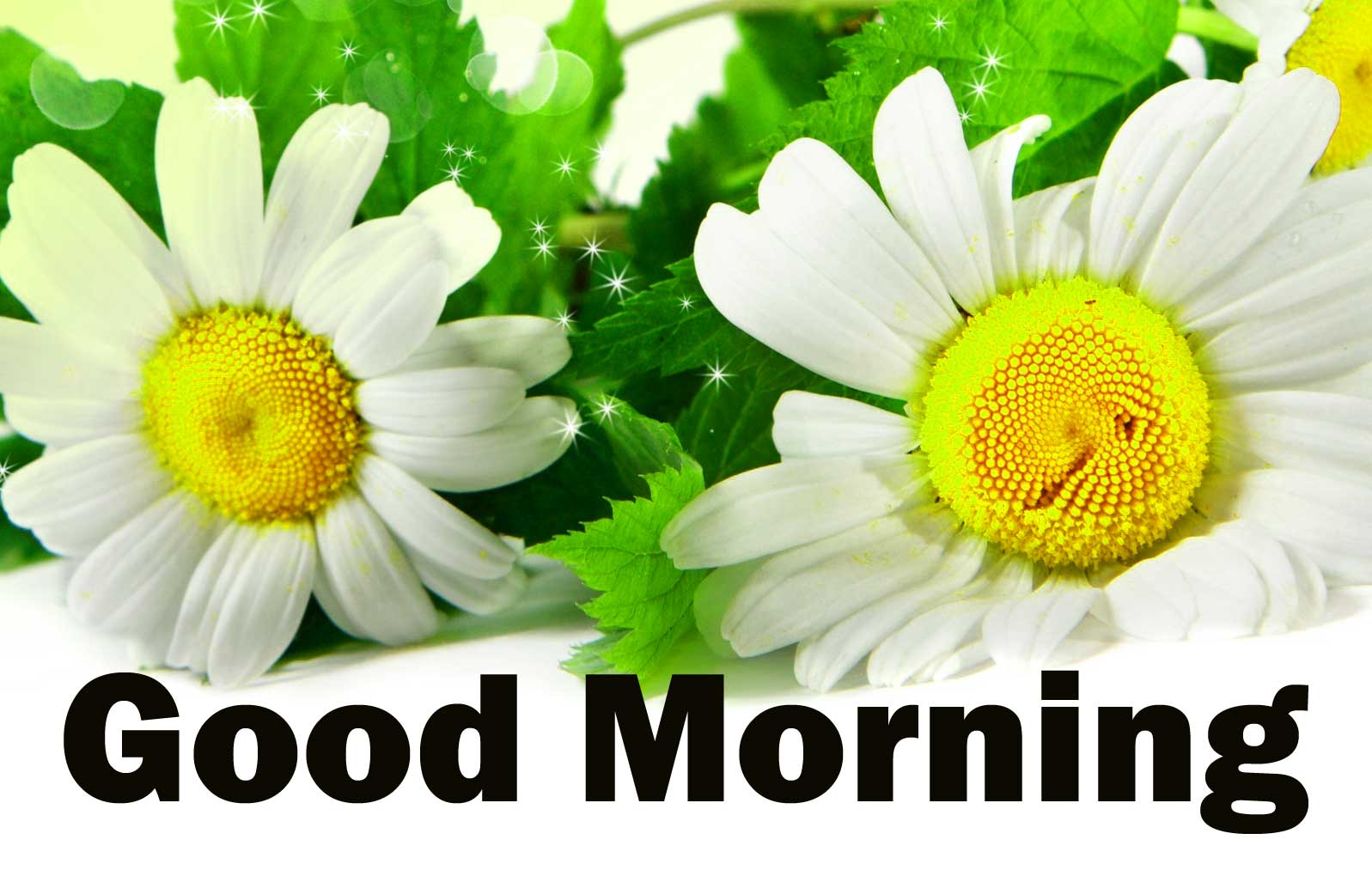 New 1080p Flower Good Morning pics Pictures Download 