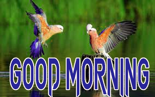 New Free Latest Good Morning Images Pics Download 