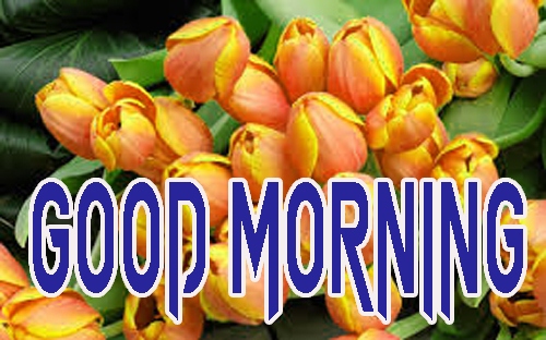 Latest Good Morning Images Pics Download Free 