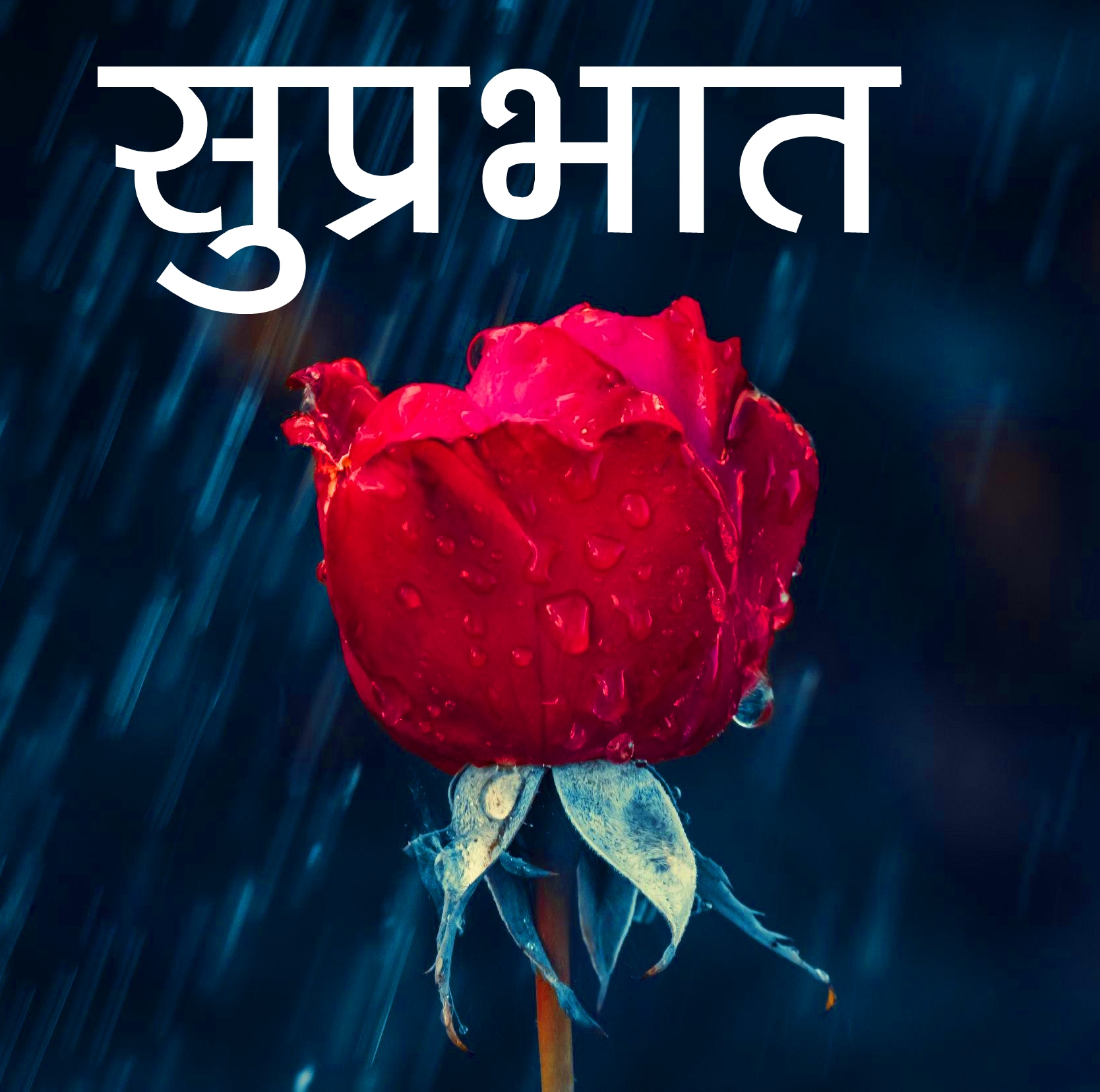 Red Rose Suprabhat Images 8
