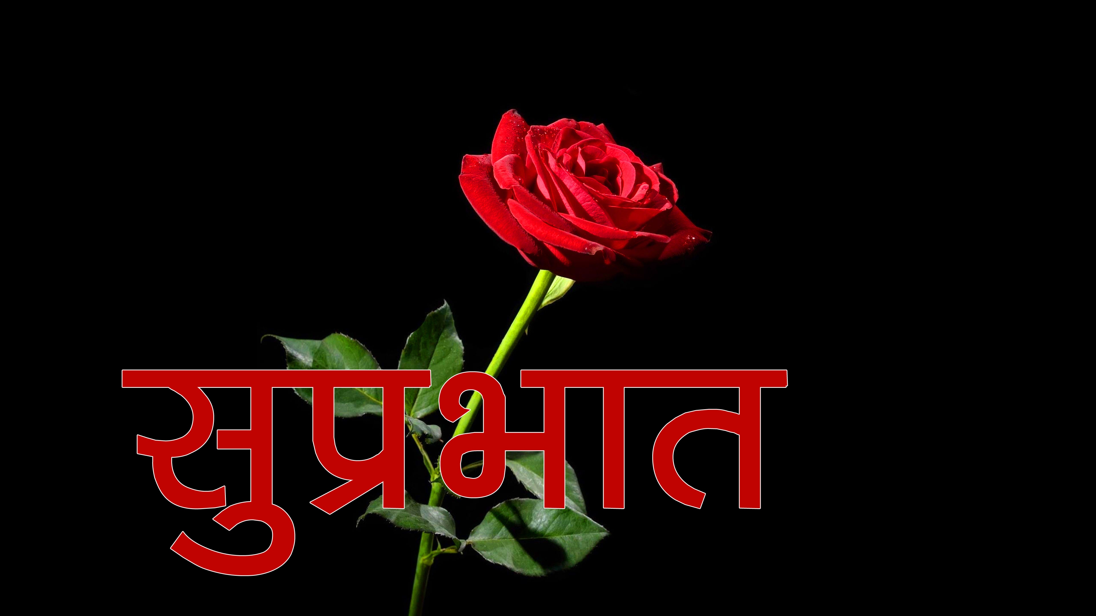 Red Rose Suprabhat Images Pics Download 