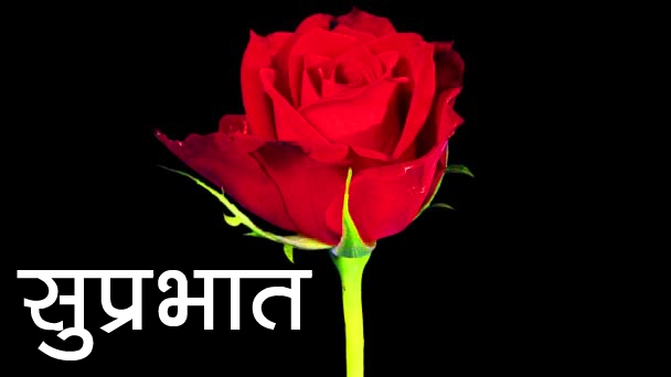Free Red Rose Suprabhat Wallpaper Download 