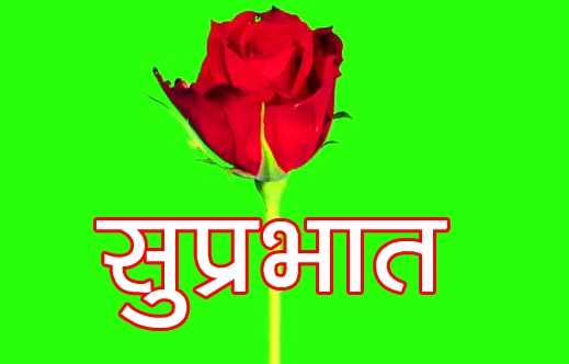 Red Rose Suprabhat Pics Download 