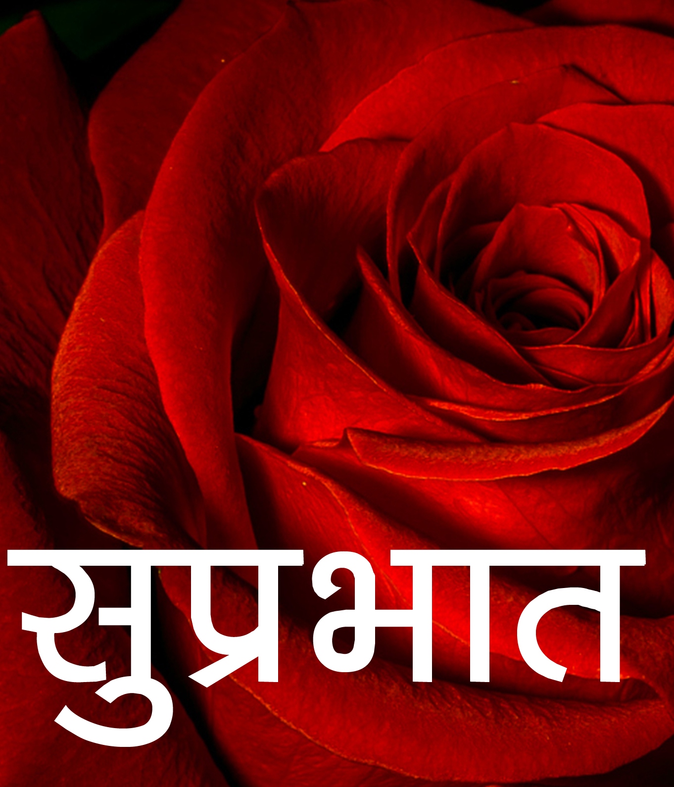 Wife Red Rose Suprabhat Images Download 