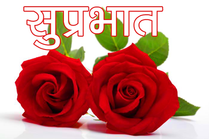 Free Wife Red Rose Suprabhat Wallpaper Download 